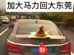 返程高速上的车尾挂满鸡鸭大鹅 这是家人对游子的爱！
