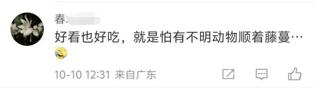 浙江一居民楼出现空心菜&ldquo;瀑布&rdquo; 绿色奇观引网友热议