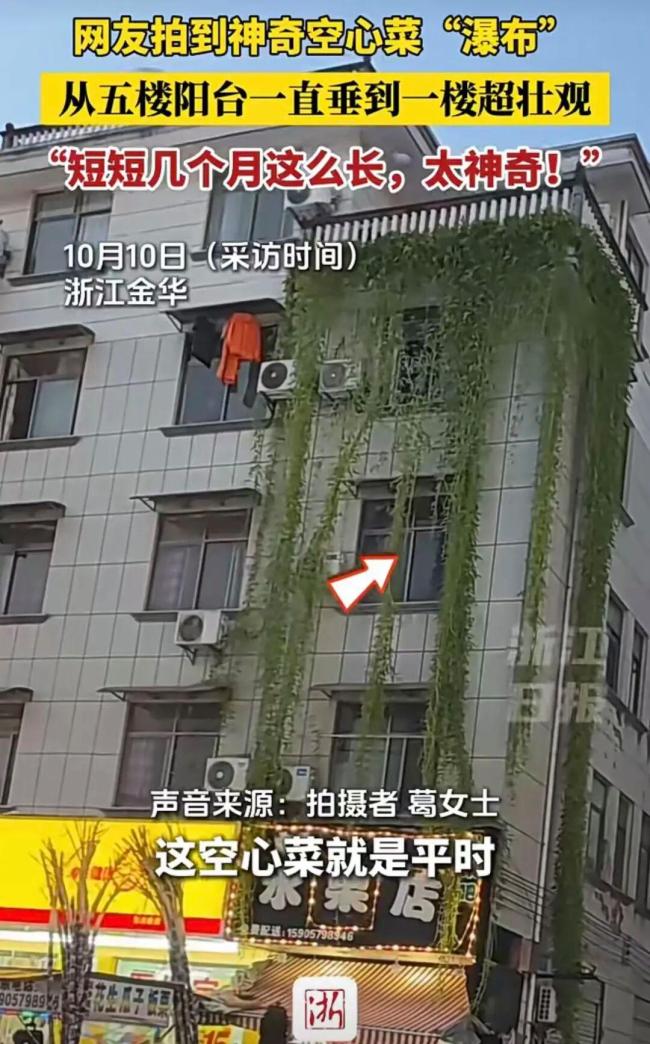 浙江一居民楼出现空心菜&ldquo;瀑布&rdquo;