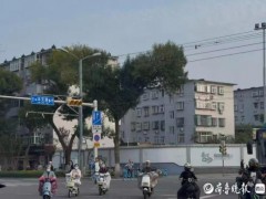 济南连续下雨一棵树被压成恐龙形状 自然奇观引市民打卡【看点】