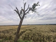 村委会回应农妇怒砍网红树：不追责 庄稼比树重要【看点】