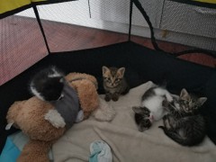 小猫寄养五天以为主人不要它了 猫咪的世界里离别从来都是此生不见【看点】